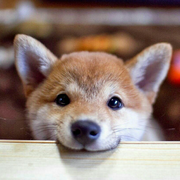 AYui的个人资料头像