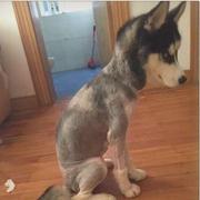 海王子铁蛋的个人资料头像