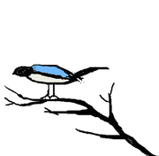 朝些罗可的个人资料头像