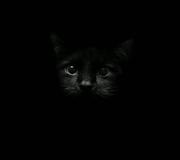 陈凯旋的个人资料头像