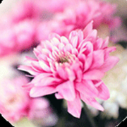 南山木的个人资料头像