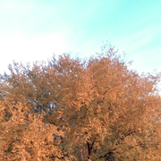 luwenhua的个人资料头像