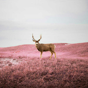 Vashon的个人资料头像