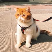 pangee的个人资料头像