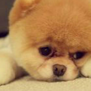 zzj156156的个人资料头像