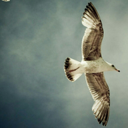 fzxy77的个人资料头像