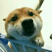 code_yl的个人资料头像