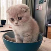 mosen的个人资料头像