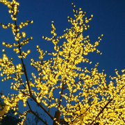 Actry的个人资料头像