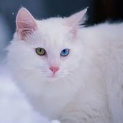 acethical的个人资料头像