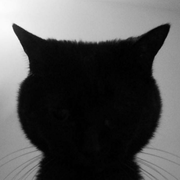 猫球球同学的个人资料头像