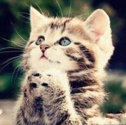 tartaruswang的个人资料头像