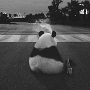 python学徒的个人资料头像