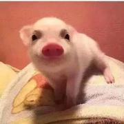 afei3743的个人资料头像