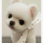 安小糖的个人资料头像