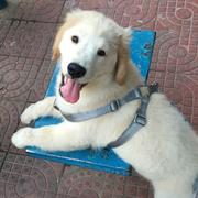 fengYeHen的个人资料头像