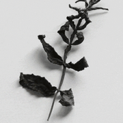 风定尤武的个人资料头像