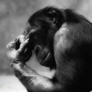 SteveDChan的个人资料头像