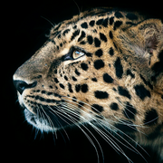 紫火焰的个人资料头像