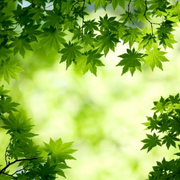 springbaby的个人资料头像