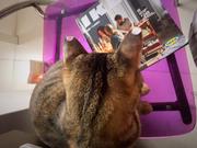 杨耳朵的个人资料头像