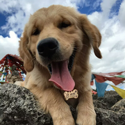 马哈马哈的个人资料头像