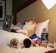 jasonYZC的个人资料头像