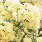 飞鱼YE的个人资料头像