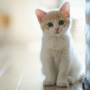 猫仔在学习的个人资料头像