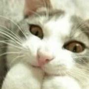 新一丶凡的个人资料头像