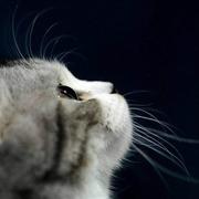 strollcat的个人资料头像