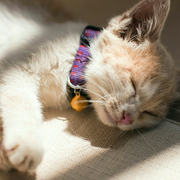 雾里看松abc的个人资料头像