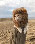 Loganless的个人资料头像