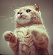 胡一刀的个人资料头像