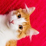 lewis0536的个人资料头像