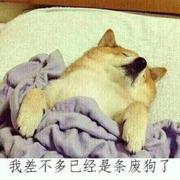 双门人走的个人资料头像