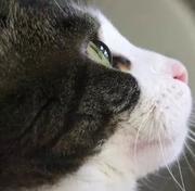 独影阑珊的个人资料头像