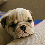 一只不好写的斗笔的个人资料头像