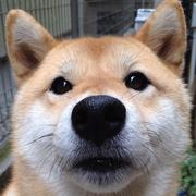 清真的个人资料头像