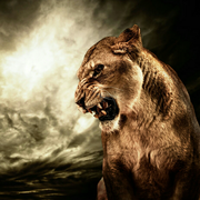 黄金胜逗狮的个人资料头像