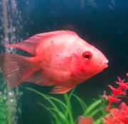 ChangeMaaaker的个人资料头像