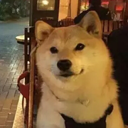 一脸懵逼的小黄的个人资料头像