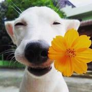 撑伞的猫先生的个人资料头像