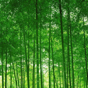 风吹雪的个人资料头像