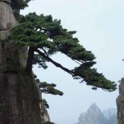 h4d35的个人资料头像