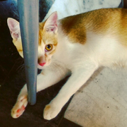 Yue_Nasu的个人资料头像