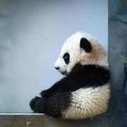 Roywyj的个人资料头像