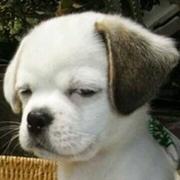 Porsche28364的个人资料头像