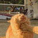 渺渺兮予怀的个人资料头像