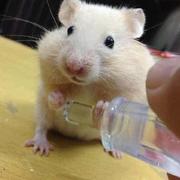 Dawnning的个人资料头像